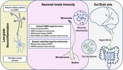 The Microbiome-Mitochondria Dance in Prodromal Parkinson’s Disease